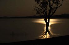 tree silhouette.jpg